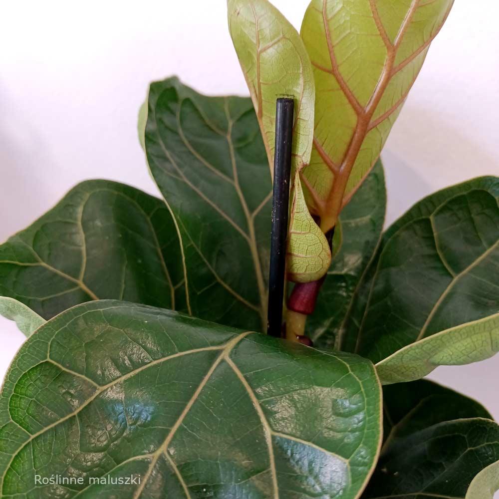 Ficus lyrata Bambino