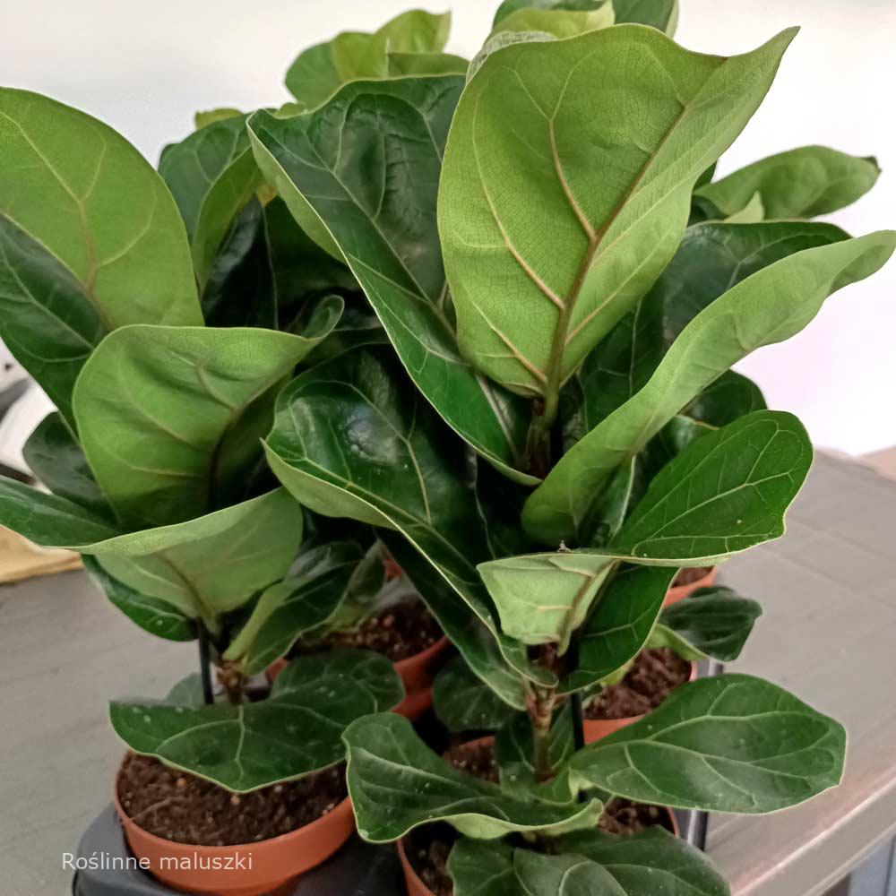 Ficus lyrata Bambino