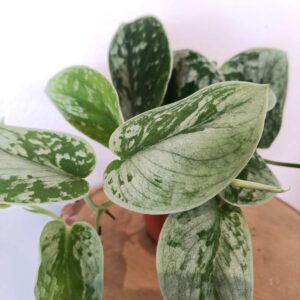 Scindapsus pictus Silver Ann