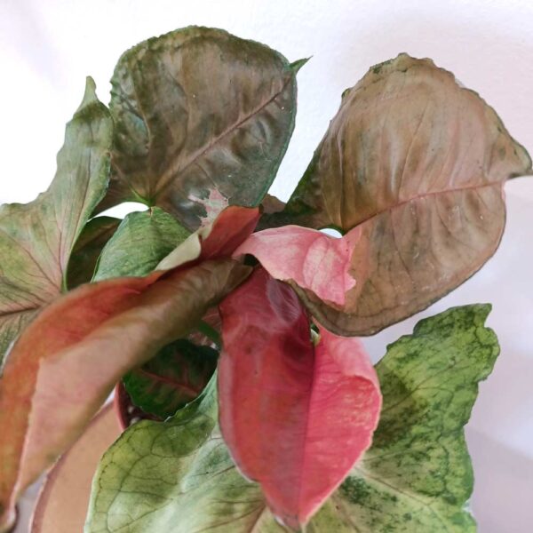 Syngonium Strawberry Ice