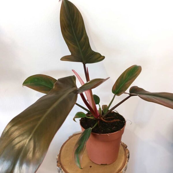 Filodendron Florida Bronze