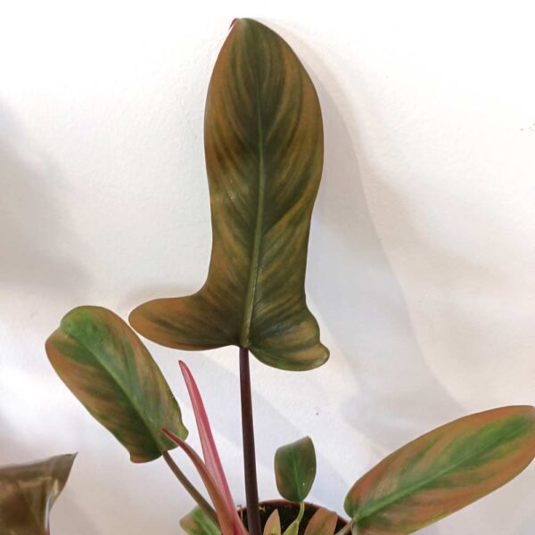 Filodendron Florida Bronze