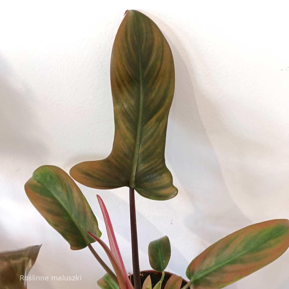 Filodendron Florida Bronze
