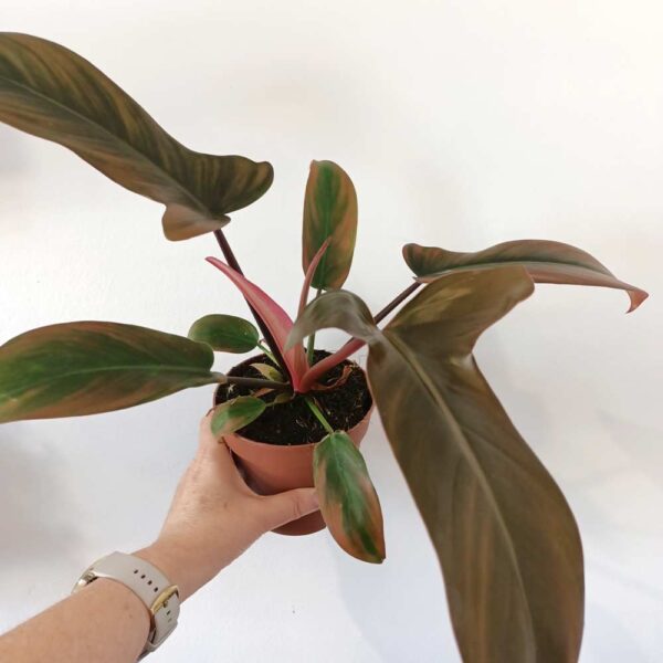 Filodendron Florida Bronze Filodendron Florida Bronze