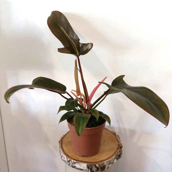 Filodendron Florida Bronze