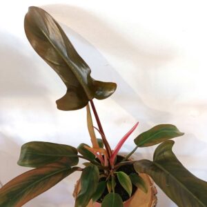 Filodendron Florida Bronze