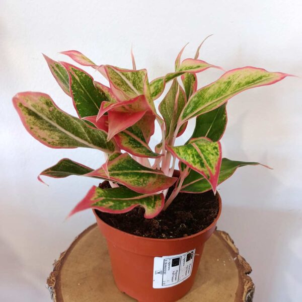 Aglaonema Siam Aurora