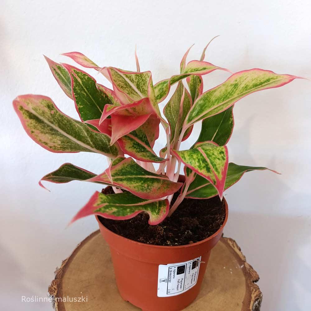 Aglaonema Siam Aurora