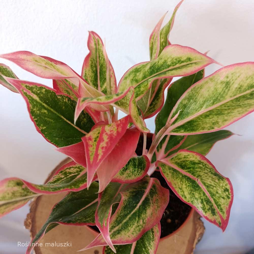 Aglaonema Siam Aurora