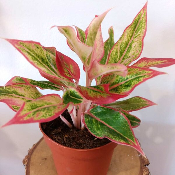 Aglaonema Siam Aurora