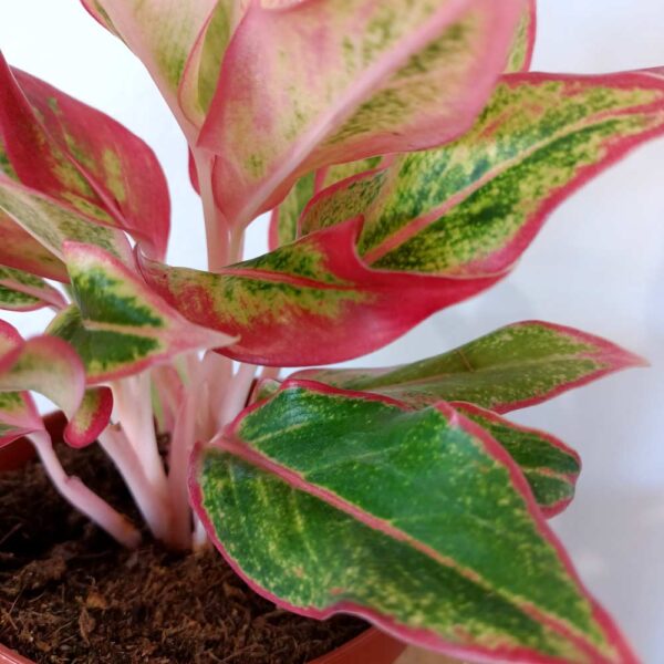 Aglaonema Siam Aurora