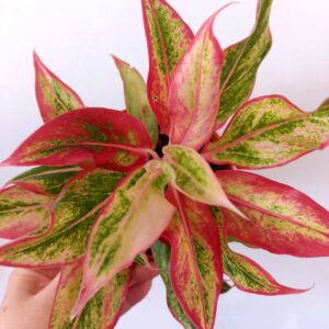 Aglaonema Siam Aurora