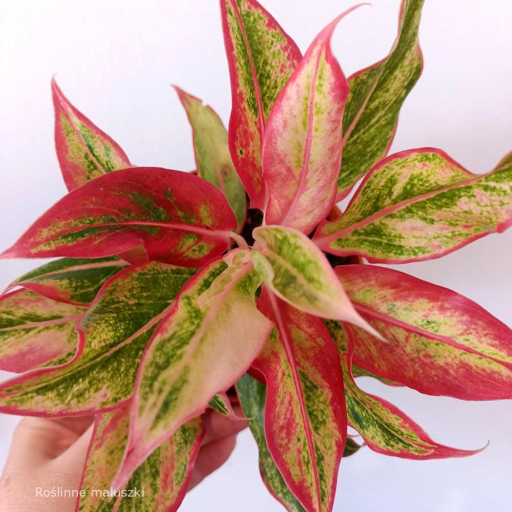 Aglaonema Siam Aurora