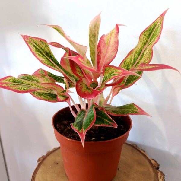 Aglaonema Siam Aurora