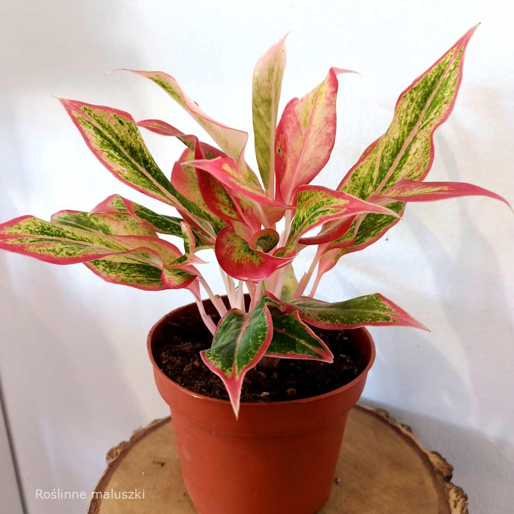 Aglaonema Siam Aurora