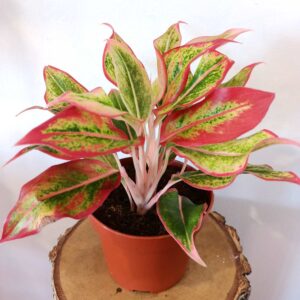 Aglaonema Siam Aurora