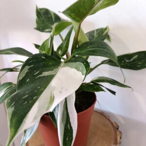 Filodendron White Princess