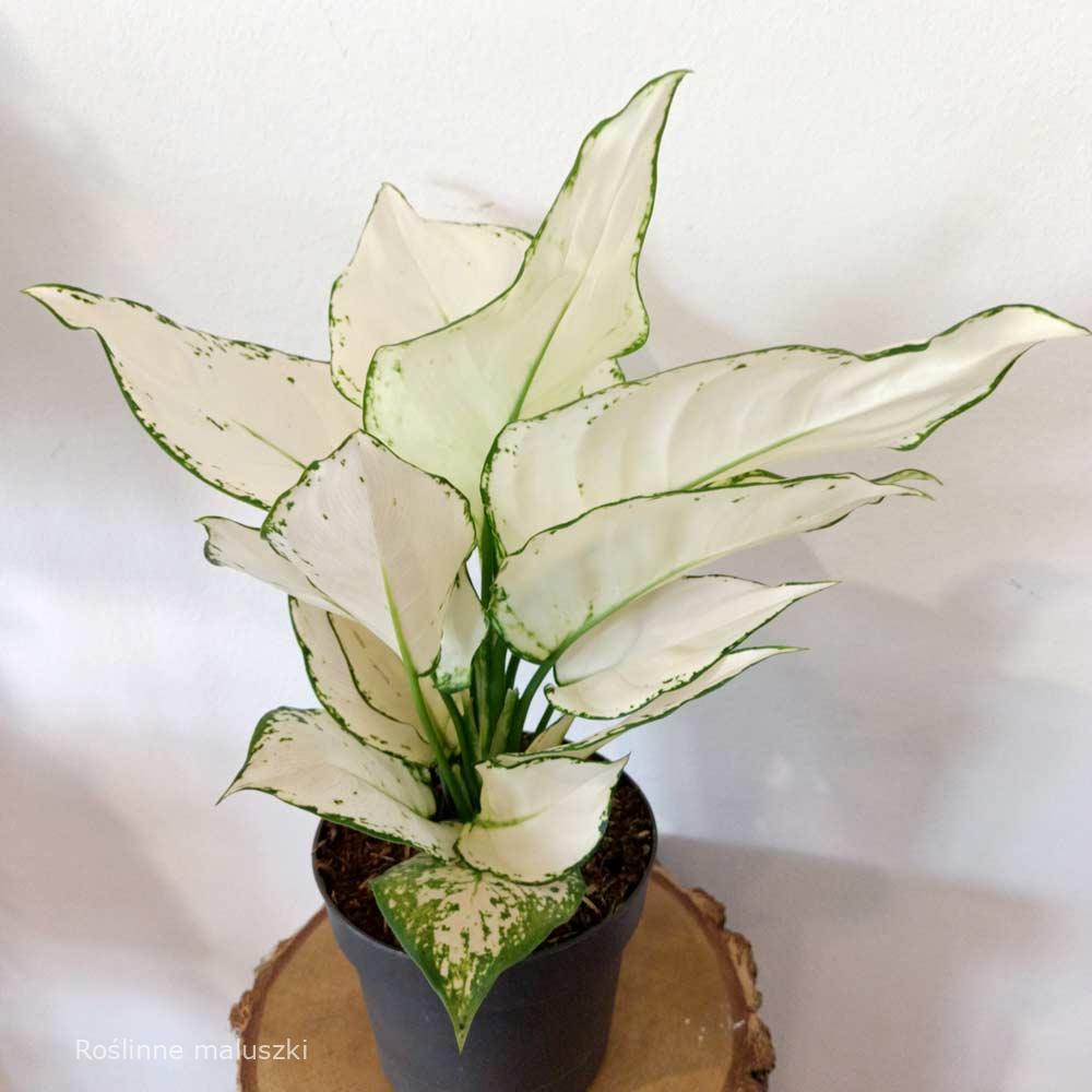 Aglaonema White Joy