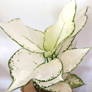 Aglaonema White Joy