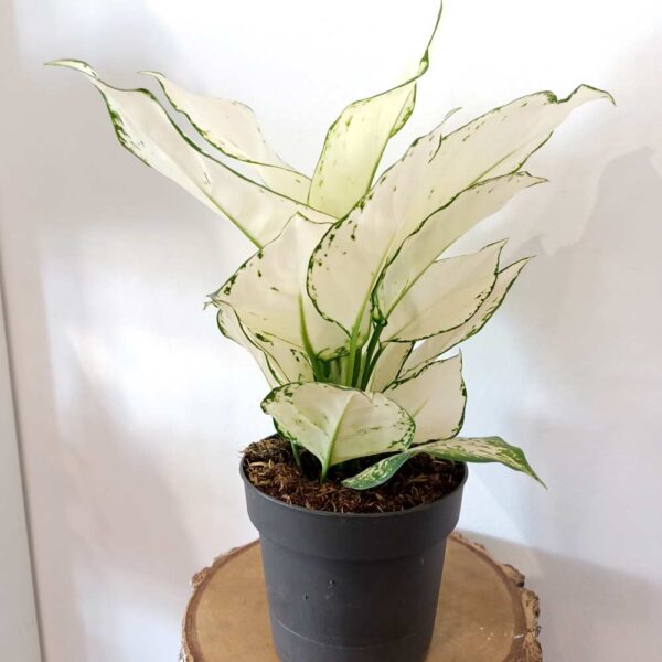 Aglaonema White Joy