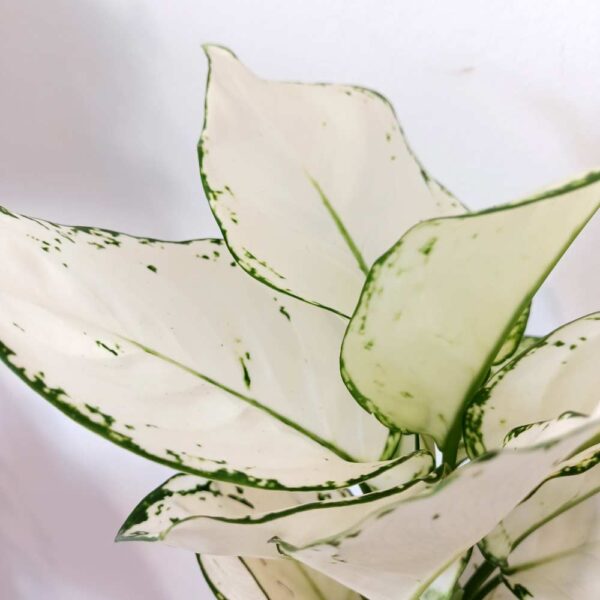 Aglaonema White Joy