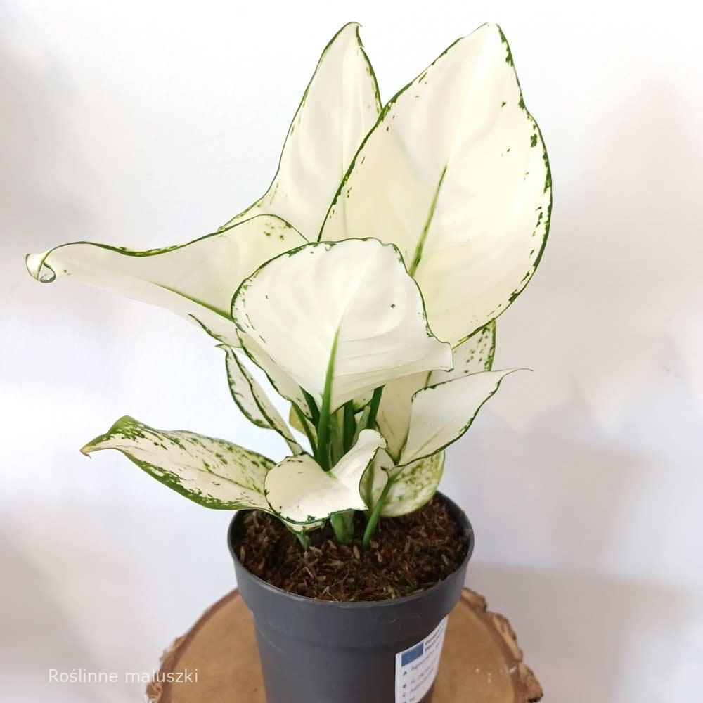 Aglaonema White Joy