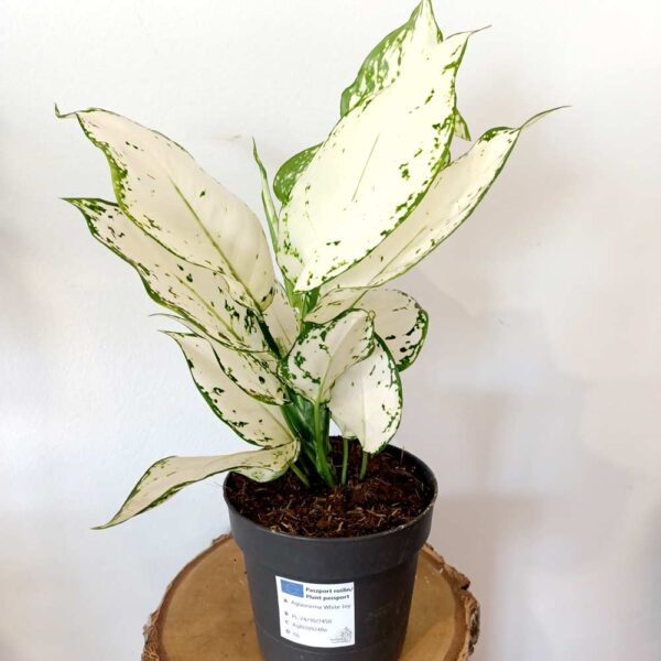 Aglaonema White Joy