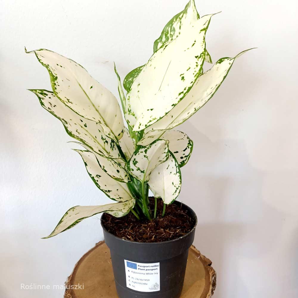 Aglaonema White Joy