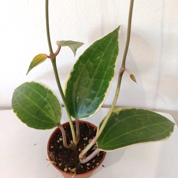 Hoya macrophylla Albomarginata