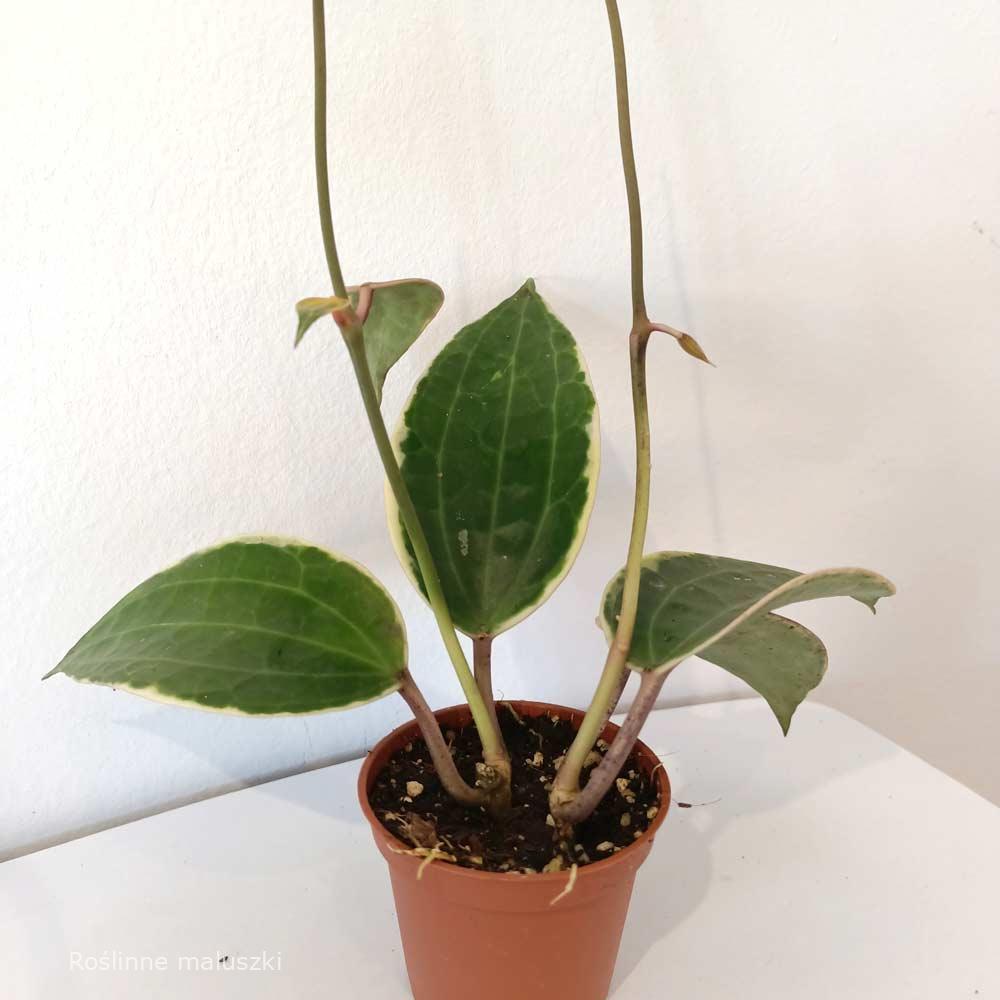 Hoya macrophylla Albomarginata