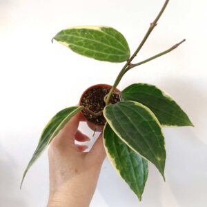 Hoya macrophylla Albomarginata