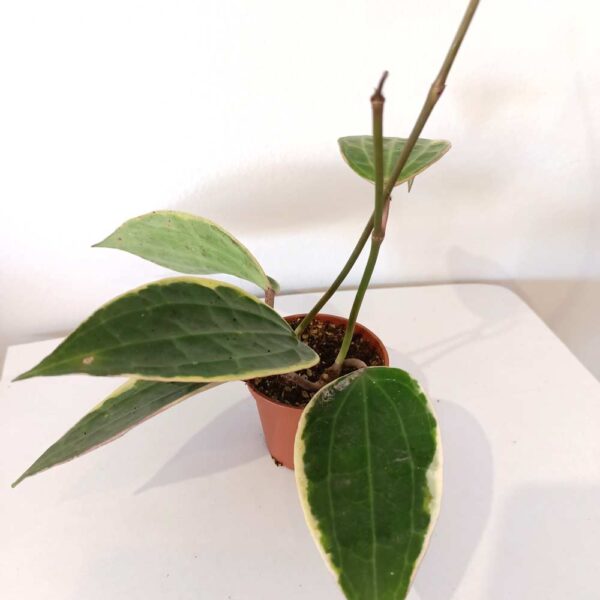 Hoya macrophylla Albomarginata