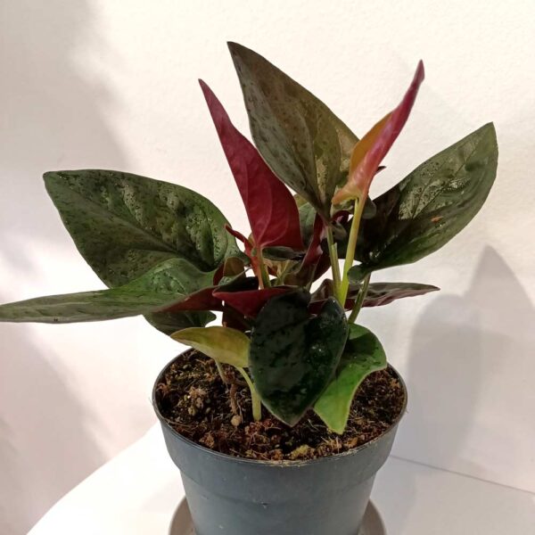 Syngonium Red Arrow