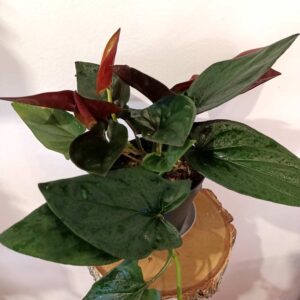 Syngonium Red Arrow