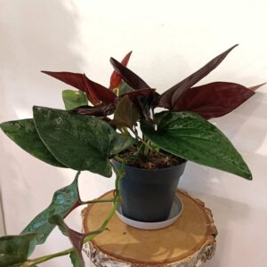 Syngonium Red Arrow