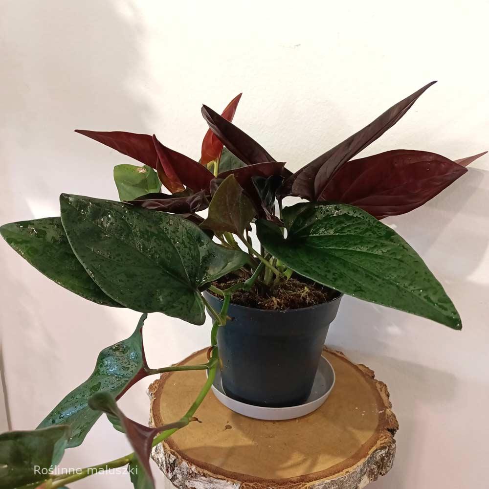 Syngonium Red Arrow