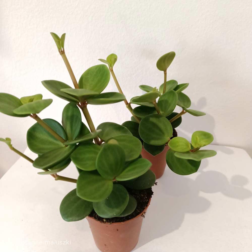 Peperomia tetraphylla Hope