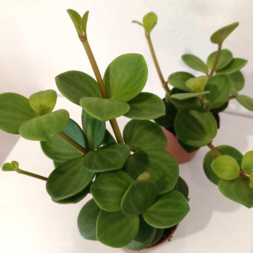 Peperomia tetraphylla Hope