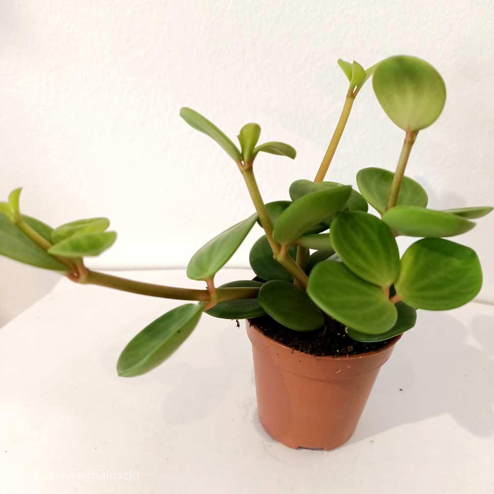 Peperomia tetraphylla Hope