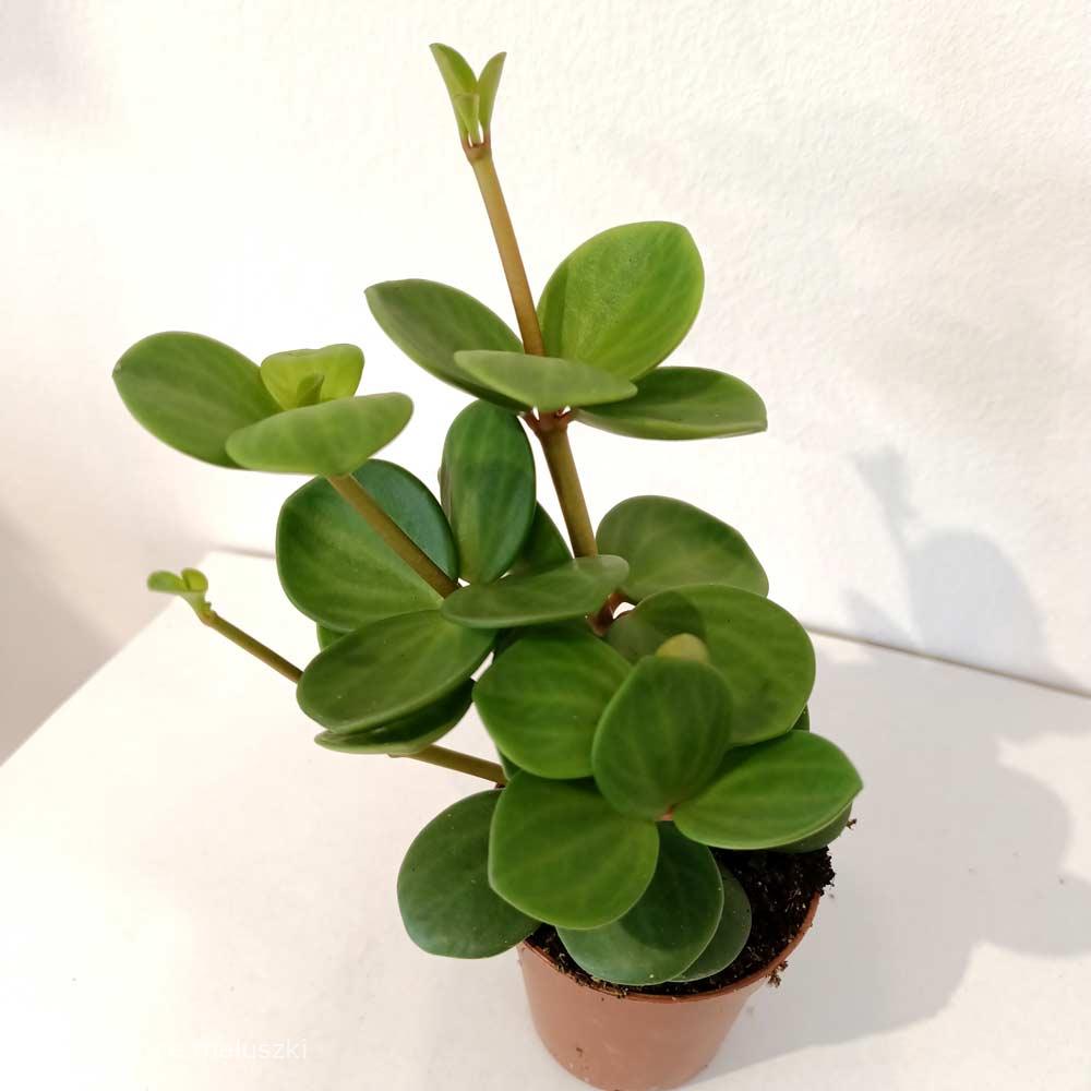 Peperomia tetraphylla Hope