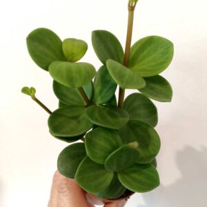 Peperomia tetraphylla Hope