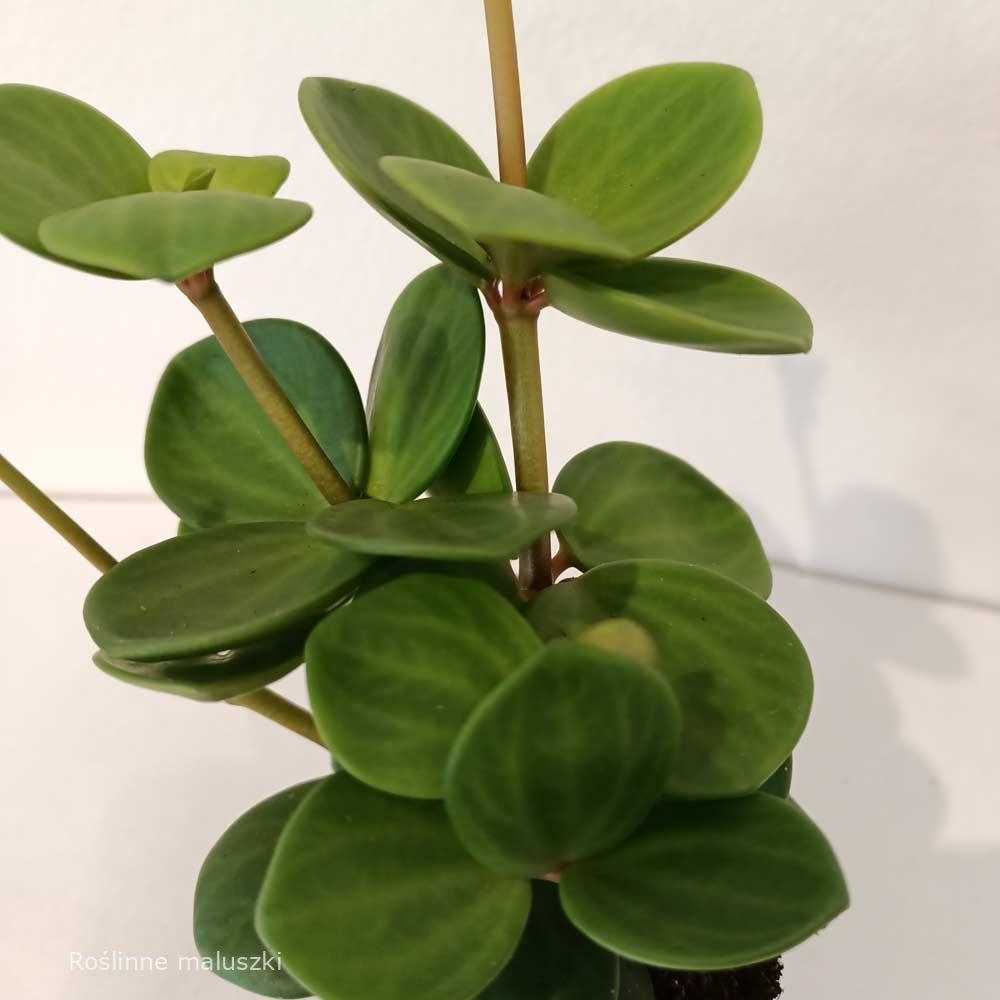 Peperomia tetraphylla Hope