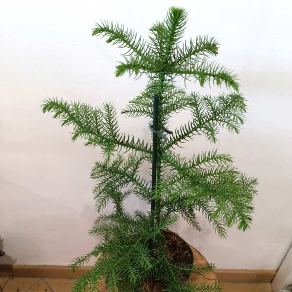 Araucaria heterophylla