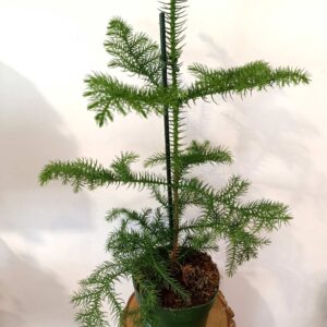 Araucaria heterophylla