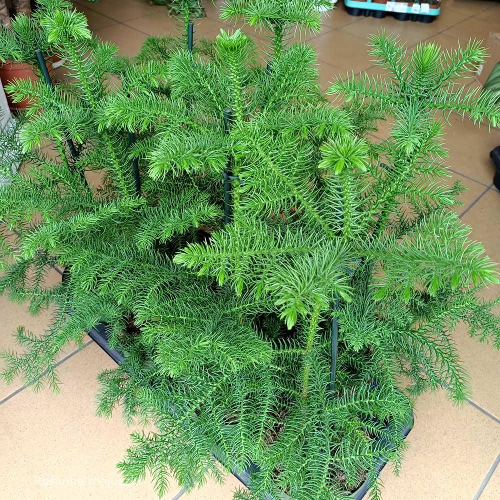 Araucaria heterophylla