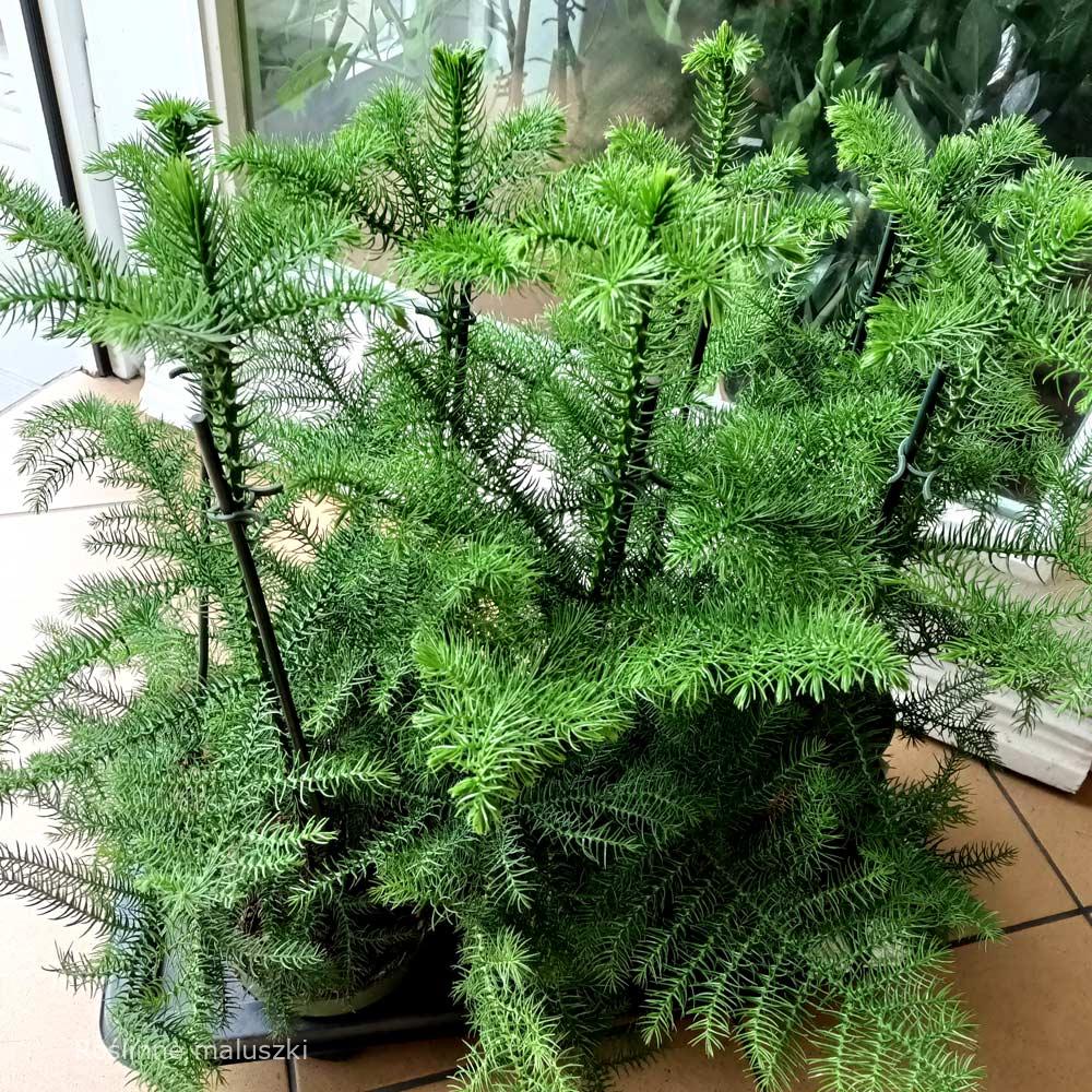 Araucaria heterophylla