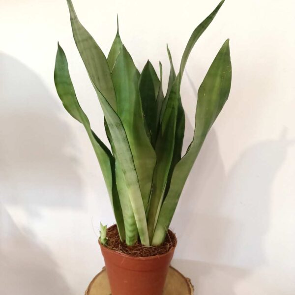 Sansevieria gwinejska Moonshine