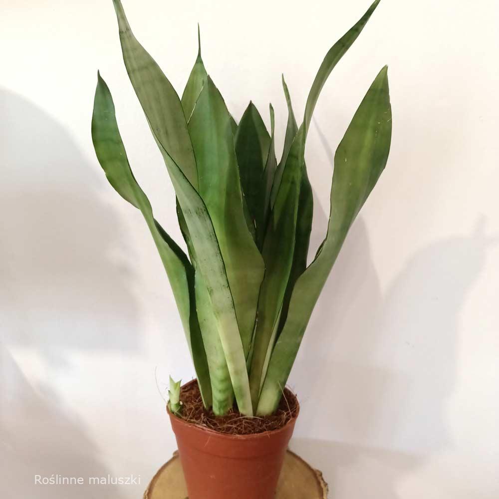 Sansevieria gwinejska Moonshine