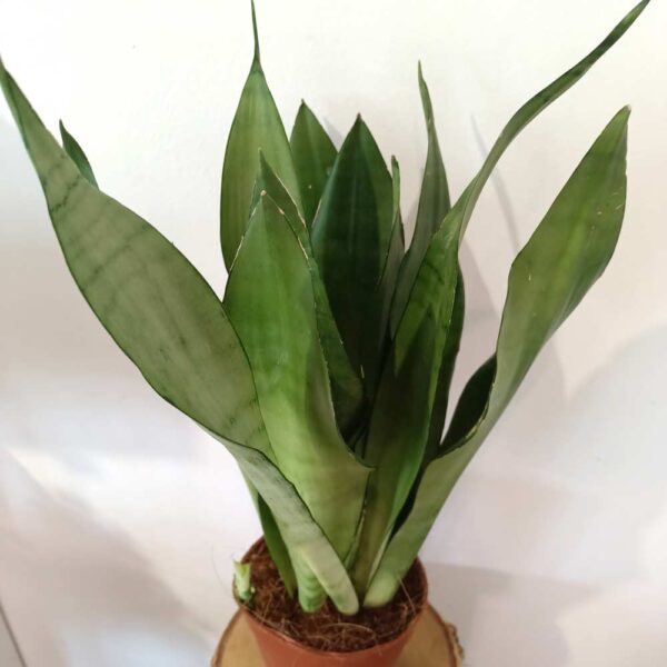 Sansevieria gwinejska Moonshine