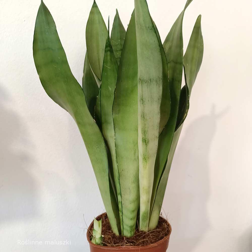 Sansevieria gwinejska Moonshine